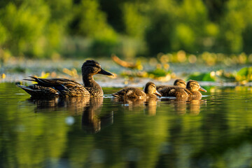Mother duck leading three ducklings across a calm green pond with reflections in evening sunlight.