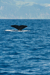 Fototapeta premium Tail of a sperm whale that dives into the waters. San Miguel, Azores