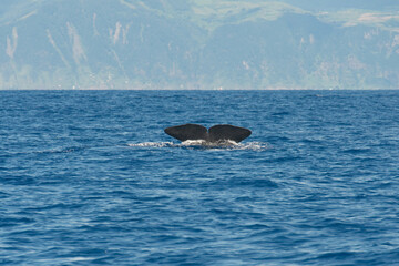 Fototapeta premium Sperm whale diving into water. Southern coast of San Miguel, Azores