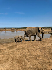 mother elephant with her baby walking near a mud lake