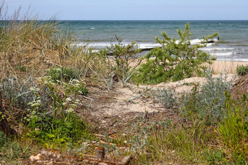 Sandy dunes with a variety of plants growing on them characterize the Baltic Sea coast in Mielno,...