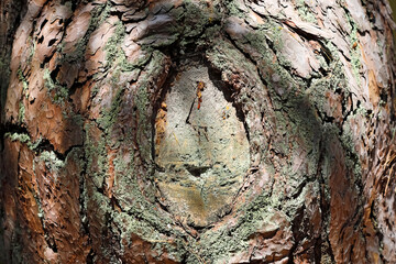 The abstract shapes on this old pine tree trunk are the result of a thick branch being cut off years ago