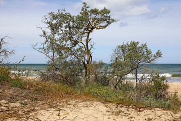 The Baltic Sea coast in Mielno, Poland, is characterized by sandy dunes that are home to a variety...