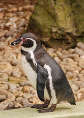 Fototapeta premium Penguin at an animal reserve.