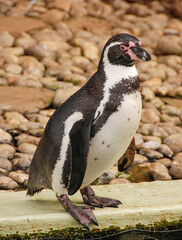 Fototapeta premium Penguin at an animal reserve.
