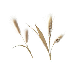 Fototapeta premium Phalaris (Canary Grass) (PNG transparent background)