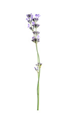 Obraz premium Beautiful lavender isolated on white. Fragrant flower