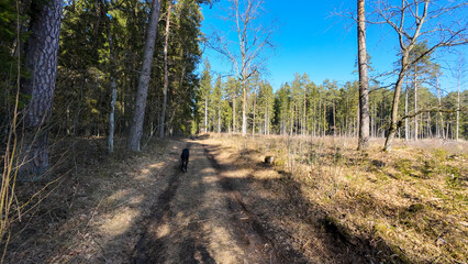 Dog Walking on a Forest Path