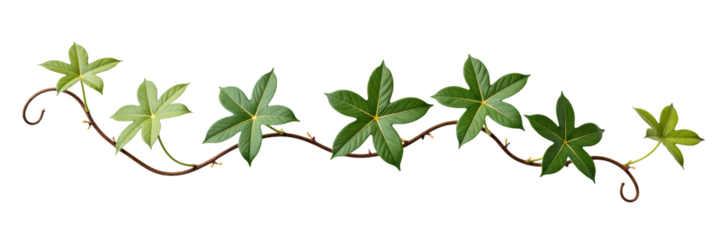 Lush green leaves on twisting vine create natural and vibrant decoration, perfect for enhancing any design or project