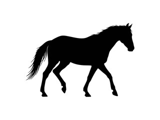 horse silhouette isolated on white
