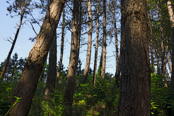 Obraz premium These conifers are growing on a dune along the shore of the Baltic Sea in Ustronie Morskie, Poland