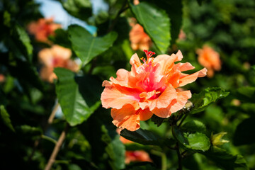 Obraz premium Orange Hibiscus Flowers Blooming in a Garden