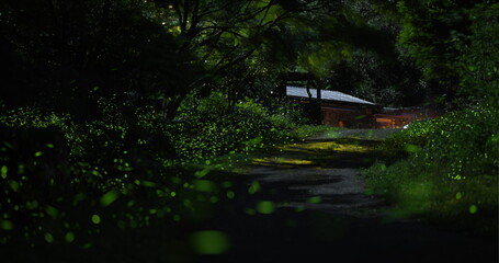 Enchanting scene of fireflies glowing around a wooden shelter in Pinglin New Taipei City Taiwan, captured on a summer night in 2025, showcasing nature's beauty in a forest setting.