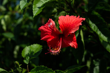 Close-Up of a Red Hibiscus Flower with Green Leaves in Natural Sunlight
