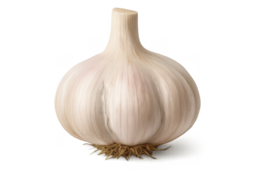 Fresh, healthy garlic head with roots, isolated on transparent background