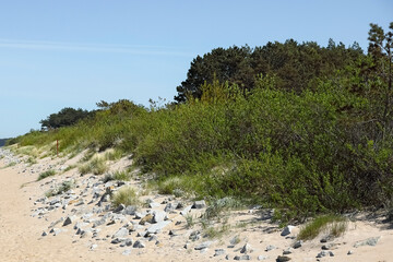 Trees, shrubs, and grasses cover the dunes next to the beach, and large stones protect them from...