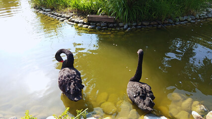 Majestic beautiful tranquil photo image flock of two black swans in the park swimming in pond in...
