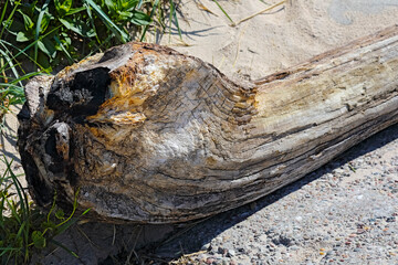 View of a driftwood tree on the shore in Mielno - Uniescie, a seaside town in Poland