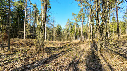 Sunlit forest with tall trees and dry leaves on the ground.
