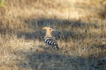 A hoopoe with a graceful crest and striped wings stands amid dry grass, blending beautifully into its natural habitat.	