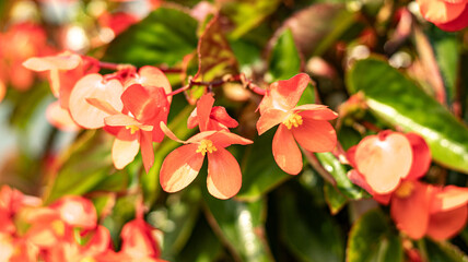 red and yellow flowers
