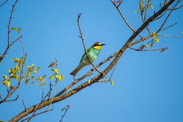 A striking bee-eater bird with green, yellow, and reddish-brown plumage perches on a leafy branch beneath a clear blue sky.
