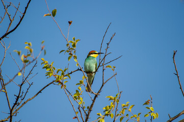 A striking bee-eater bird with green, yellow, and reddish-brown plumage perches on a leafy branch beneath a clear blue sky.