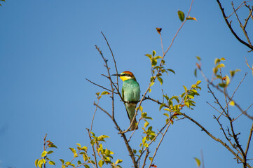 A striking bee-eater bird with green, yellow, and reddish-brown plumage perches on a leafy branch beneath a clear blue sky.