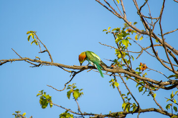 A vibrant european bee-eater bird clutches a bee in its beak while perched on a leafy branch under a clear blue sky.