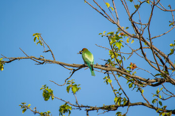 A vibrant european bee-eater bird clutches a bee in its beak while perched on a leafy branch under a clear blue sky.