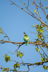 A vibrant european bee-eater bird clutches a bee in its beak while perched on a leafy branch under a clear blue sky.