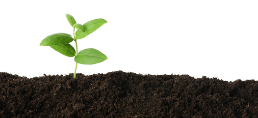 Young plant growing in soil isolated on white