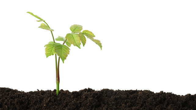 Young plant growing in soil isolated on white