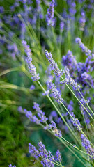 lavender field in provence