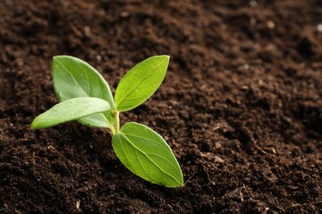 Young plant growing in soil as background, closeup