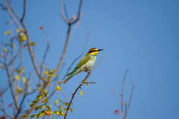 A stunning bee-eater bird with green, yellow, and blue plumage perches on a budding branch beneath a clear blue sky.