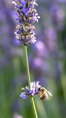 bee on lavender