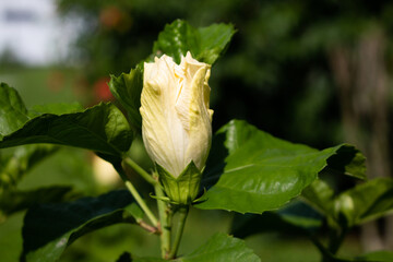 Close-Up of a Yellow Hibiscus Flower Bud with Green Leaves in Natural Sunlight