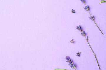 Beautiful lavender sprigs on violet background, flat lay. Space for text