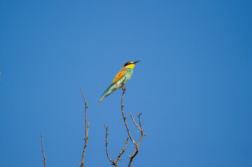 A vibrantly colored  european bee-eater bird perches gracefully on a bare branch against a clear blue sky.