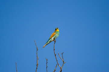 A vibrantly colored  european bee-eater bird perches gracefully on a bare branch against a clear blue sky.