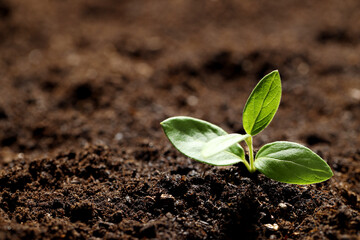 Young plant with green leaves growing from soil, closeup. Space for text