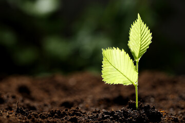 Young plant with green leaves growing from soil outdoors, closeup. Space for text
