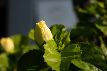 Close-Up of a Yellow Hibiscus Flower Bud with Green Leaves in Natural Sunlight