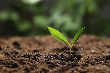 Young plant with green leaves growing from soil outdoors, closeup. Space for text