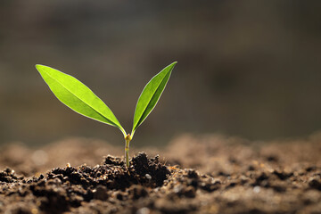 Young plant with green leaves growing from soil outdoors, closeup. Space for text