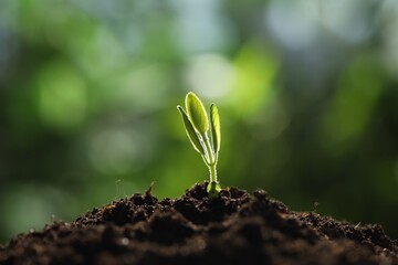 Young plant with green leaves growing from soil outdoors, closeup