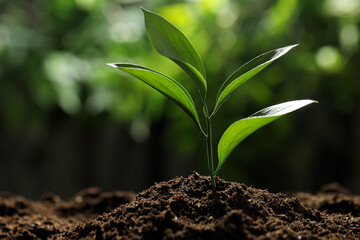 Young plant with green leaves growing from soil outdoors, closeup