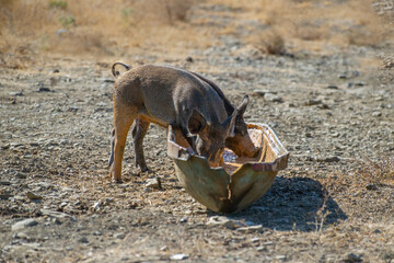 Two young pigs eat from a rusty metal trough on dry, rocky ground in a rural setting.