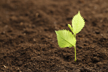 Young plant with green leaves growing from soil, closeup. Space for text